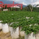 Kebun Inggit Strawberry Magelang Jawa Tengah