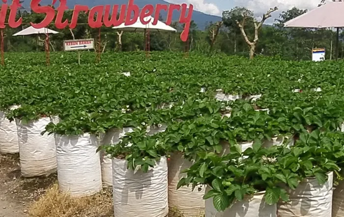 Kebun Inggit Strawberry Magelang Jawa Tengah