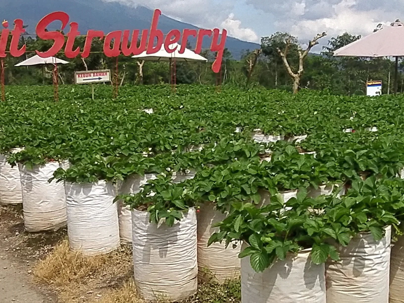 Kebun Inggit Strawberry Magelang : Petik Buah Sendiri, Tiket Terjangkau