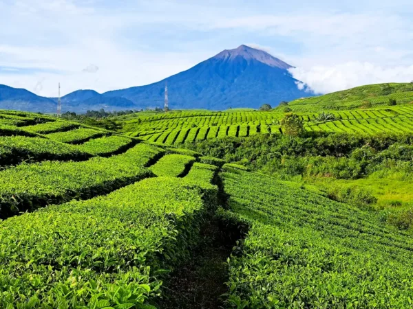perKebunan Teh Kayu Aro