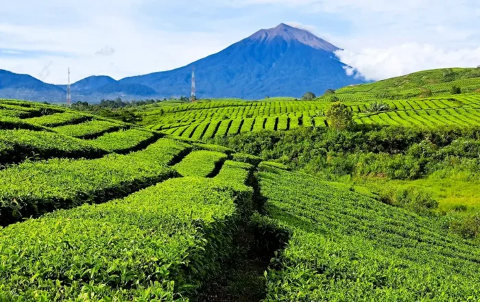perKebunan Teh Kayu Aro