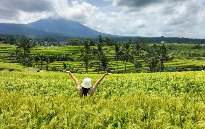 jatiluwih rice terrace bali