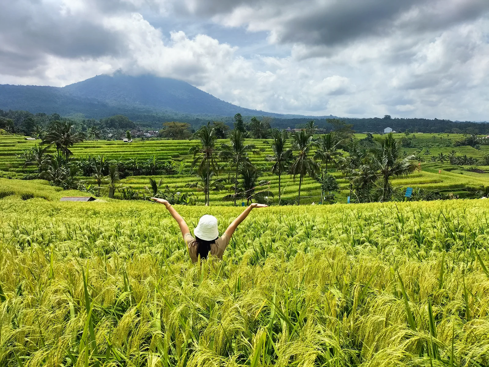 Jatiluwih: Pesona Hamparan Sawah Terasering dan Keaslian Budaya Bali