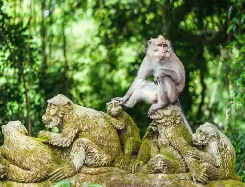 Ubud Tempat Kedamaian Dan Ketenangan