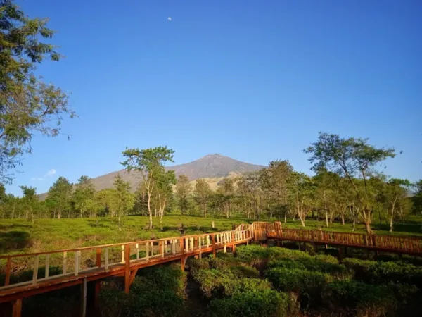 Agrowisata Teh Wonosari