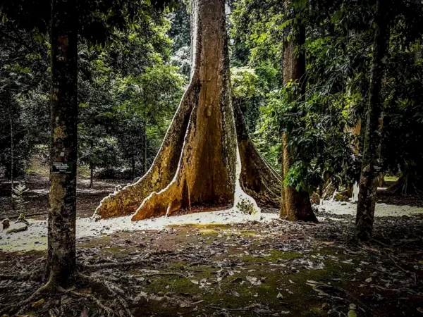 Kebun Raya Bogor
