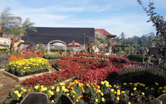 Kebun Begonia
