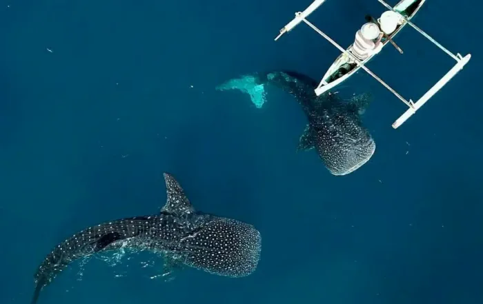 Tempat Wisata di Gorontalo Hiu Paus Botubarani