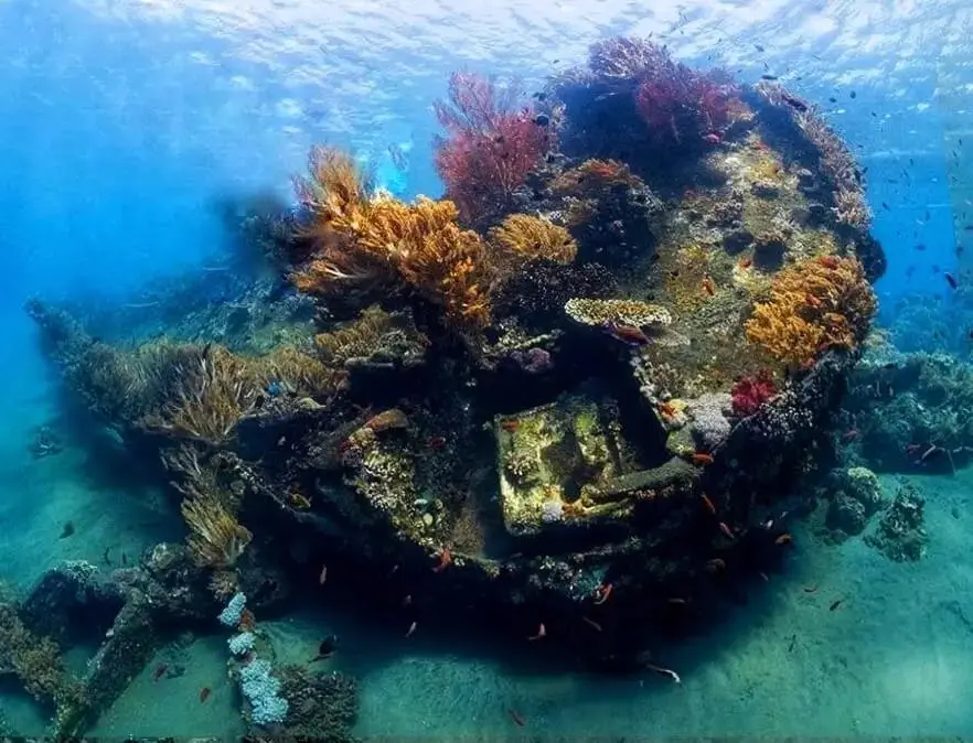 Wisata Diving Lombok: Dari Japanese Wreck hingga Shark Point Gili Trawangan 2025
