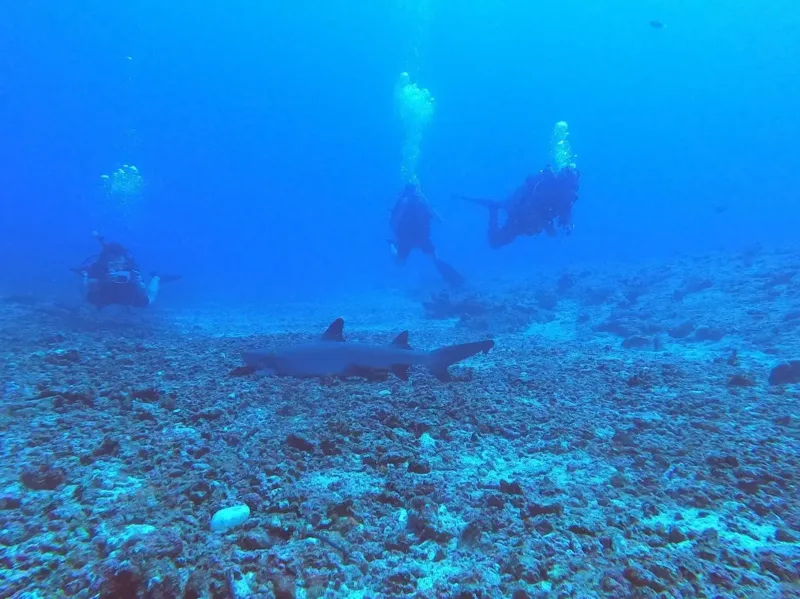 Diving Di Shark Point