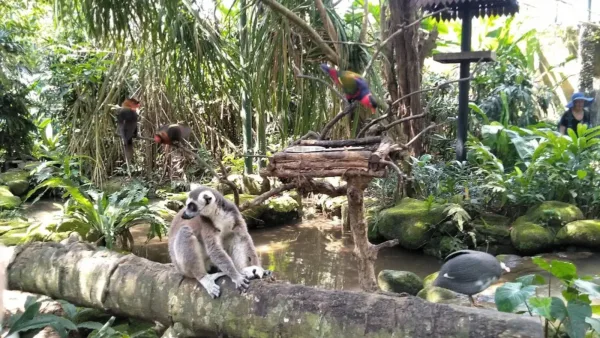 Bali Zoo Vs Bali Safari