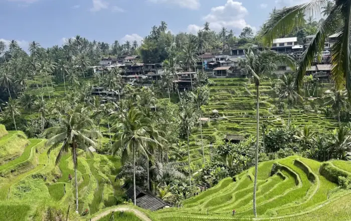 Tegallalang Rice Terrace ubud Bali