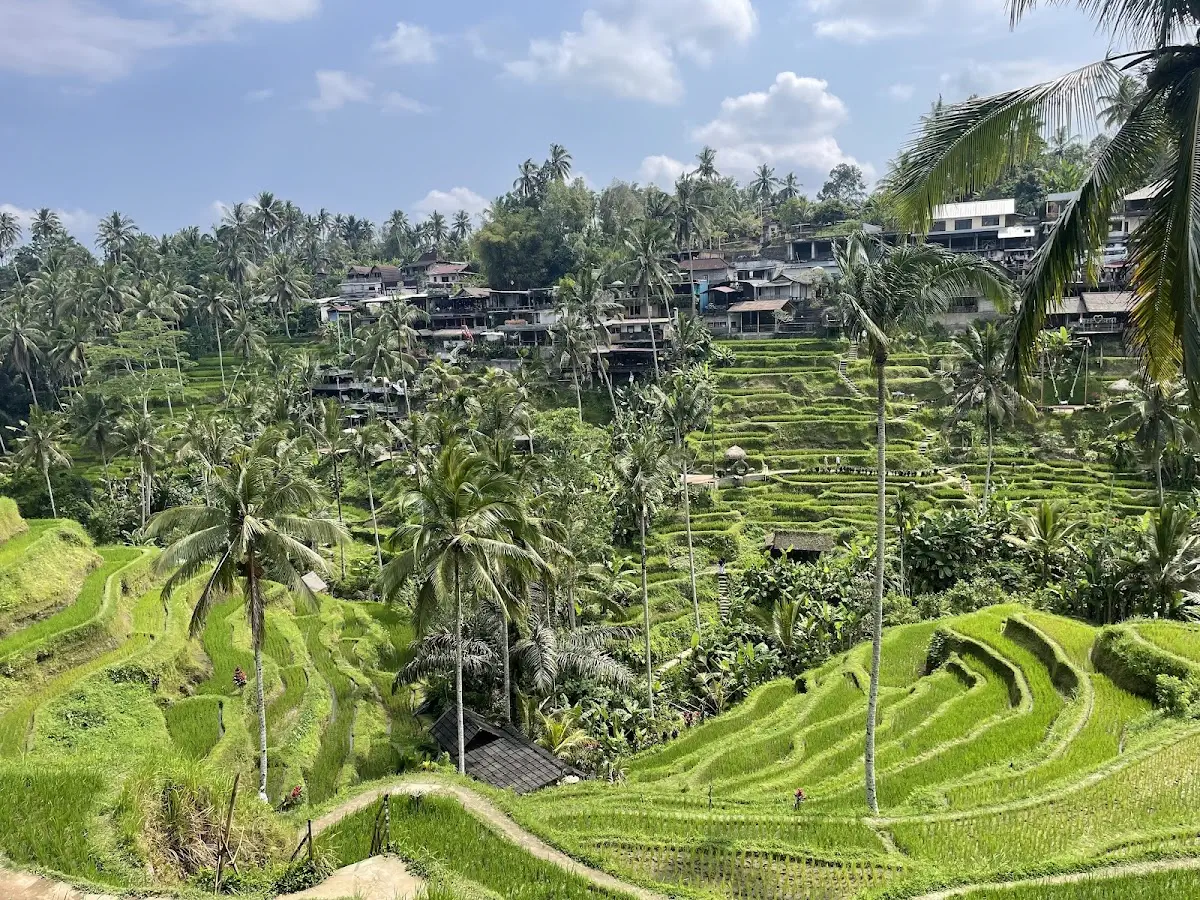 Tegallalang Rice Terrace ubud Bali