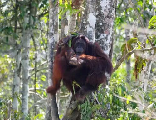Menjelajah Arboretum Nyaru Menteng: Sekolah Orangutan & Hutan Rawa di Jantung Borneo