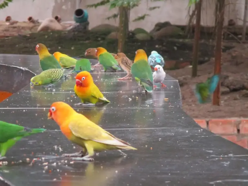 Palembang Bird Park - Tempat Wisata Palembang Hits