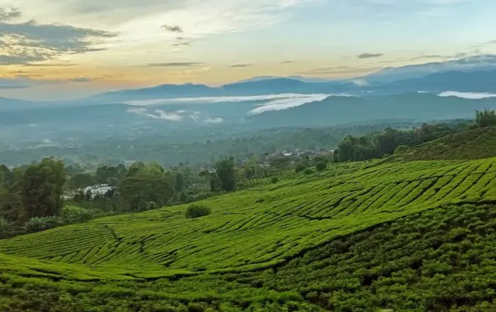 Wisata Alam Sekitar Palembang- Kebun Teh Pagaralam